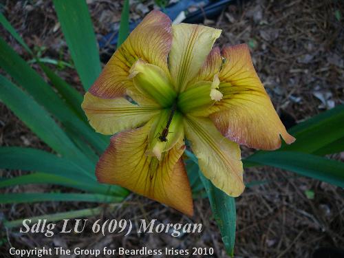 Sdlg LU 6(09) Morgan 